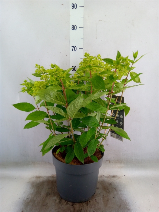 <h4>Hydrangea pan.</h4>