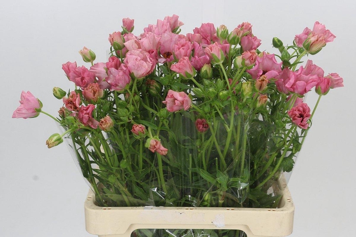 Ranunculus Butterfly Isis