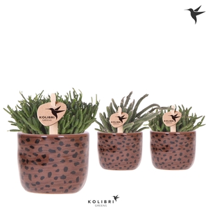 Kolibri Greens Rhipsalis mix in Leopard pot