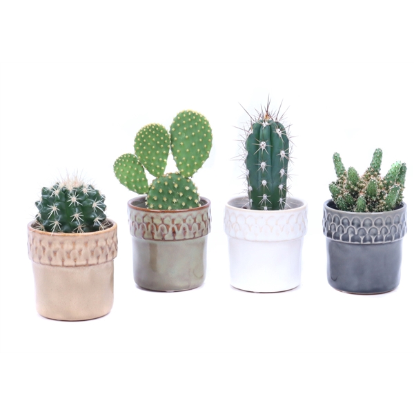 <h4>Cactus mix 5,5 cm in Siwa sierpot</h4>