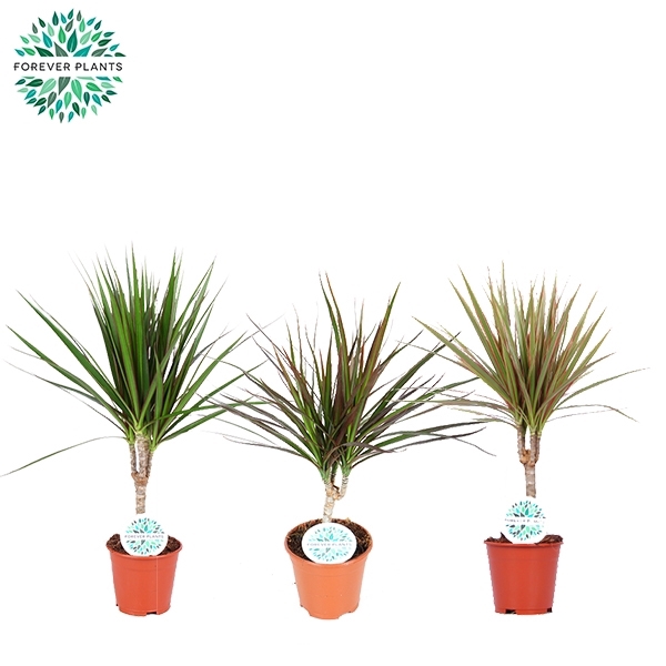 <h4>Dracaena Marginata mix p14</h4>