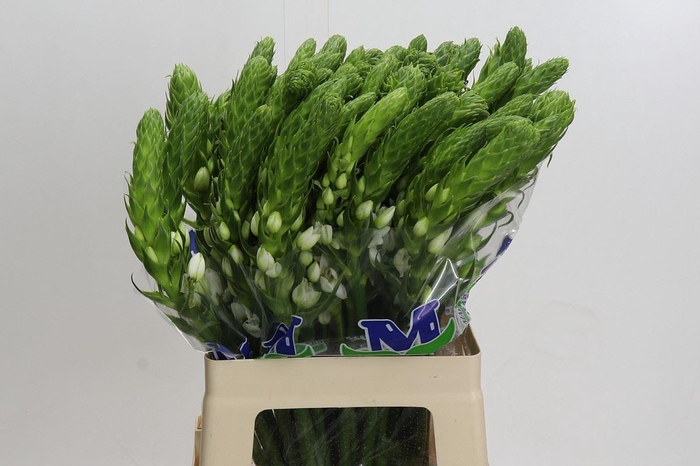 <h4>Ornithogalum thyrs. 'Milky Way'</h4>