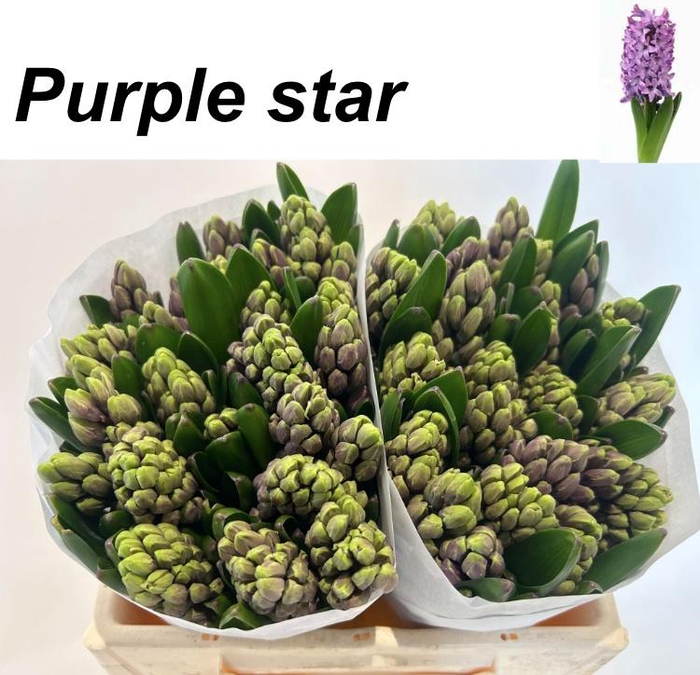 <h4>HYAC PURPLE STAR</h4>