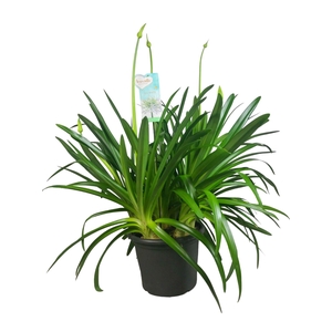 Agapanthus Big White, 6-10 takken