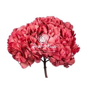 Hydrangea Xl Pin09