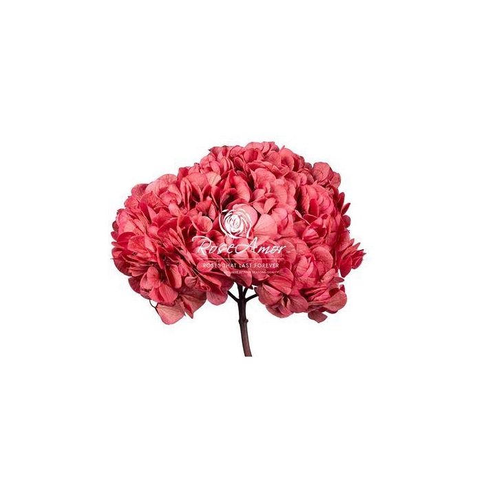 <h4>Hydrangea Xl Pin09</h4>