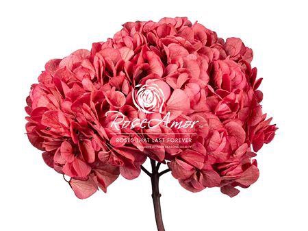 Hydrangea Xl Pin09