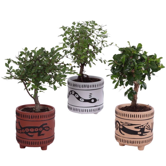 <h4>Bonsai Indoor Mix Ø 9cm Ball Shape in Ø10cm Ceramic EV664</h4>