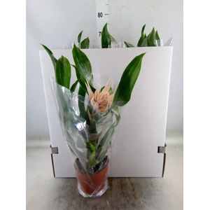 Aechmea fasciata 'Prontoo'