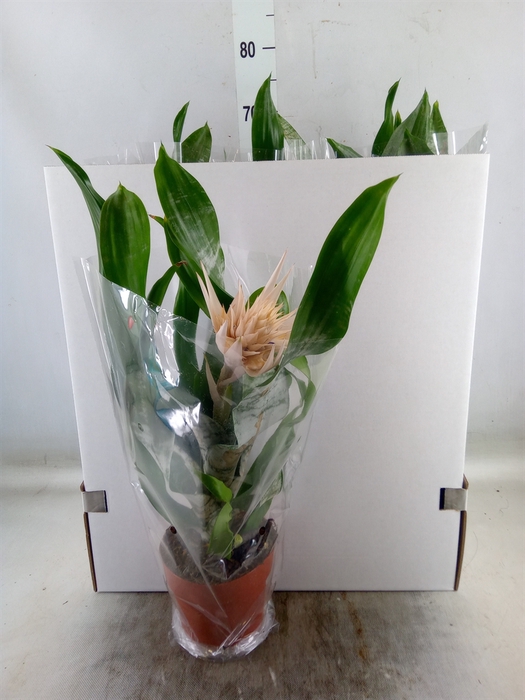 <h4>Aechmea fasciata 'Prontoo'</h4>