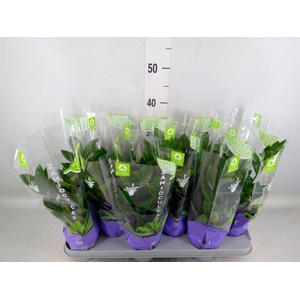 Zamioculcas zamiifolia