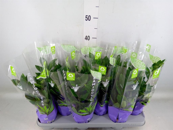 <h4>Zamioculcas zamiifolia</h4>