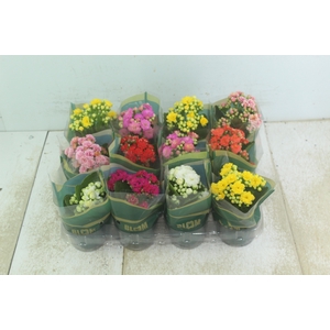 KALANCHOE DOBRADO MINI P09