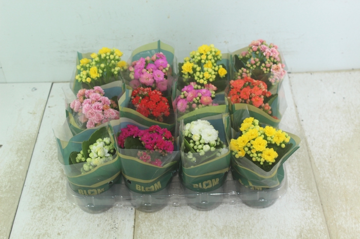 <h4>KALANCHOE DOBRADO MINI P09</h4>