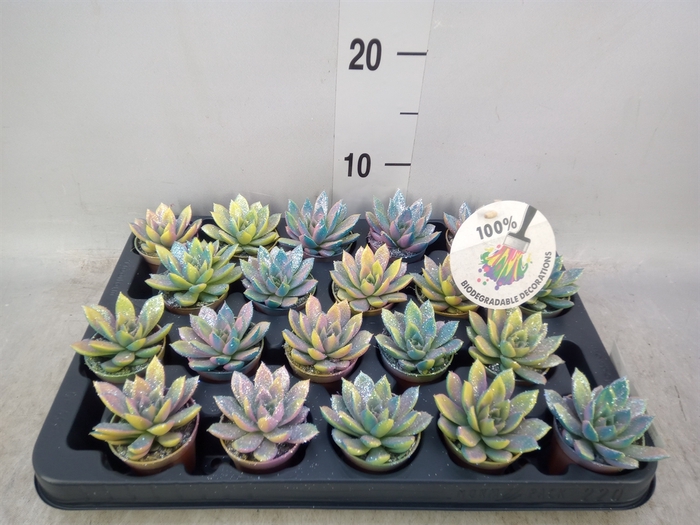 <h4>Echeveria  'Miranda'</h4>