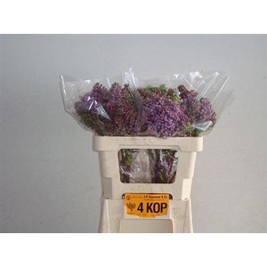 Syr V R V Horstenstein