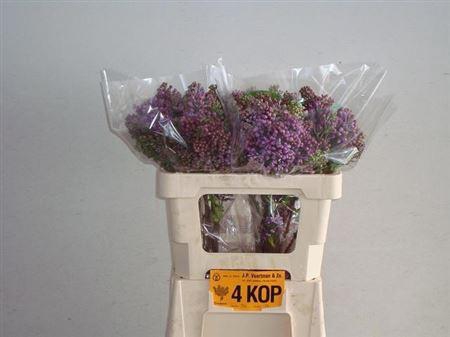 <h4>Syr V R V Horstenstein</h4>