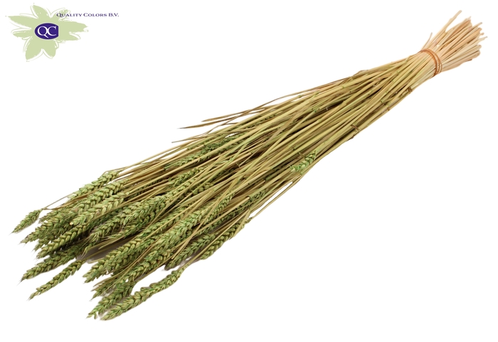 Triticum sunbleached per bunch light green