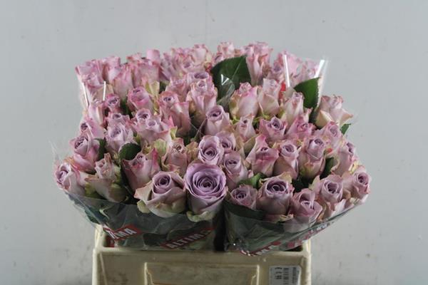 <h4>R Gr Memory Lane! L40</h4>