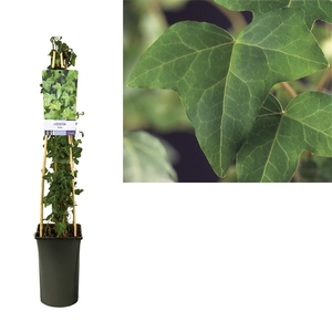 Hedera helix +light label