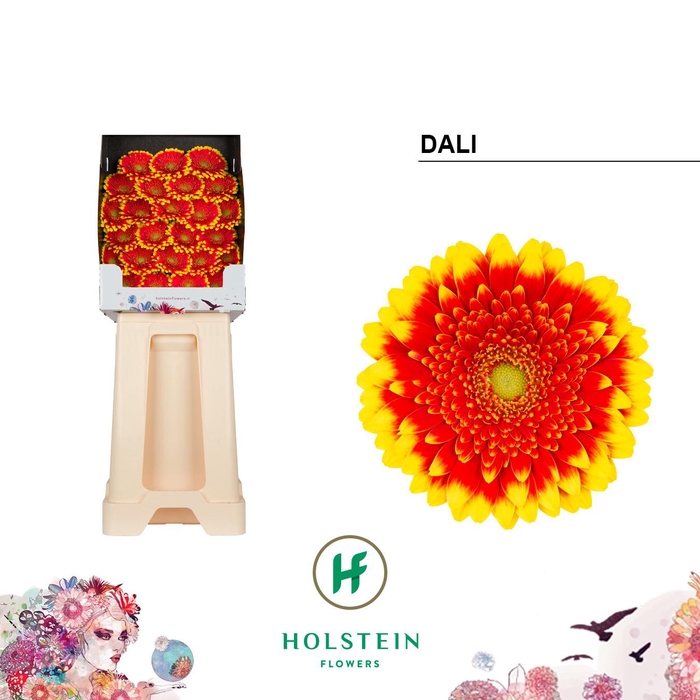 <h4>Ge Mini Dali</h4>