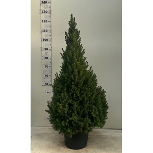 PICEA GL CONICA