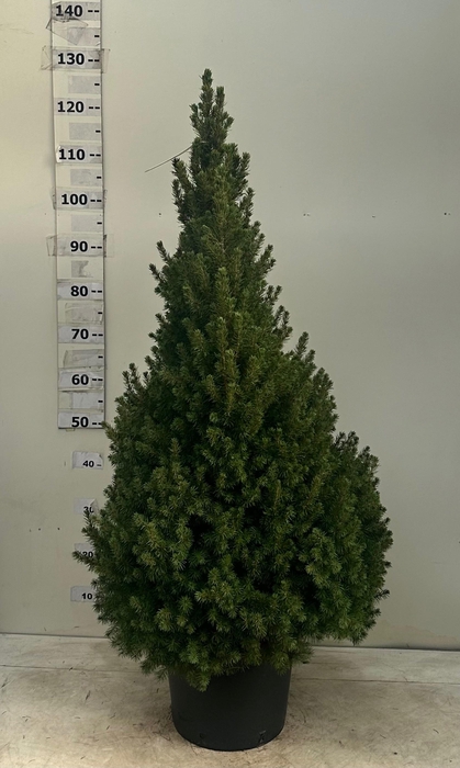 <h4>PICEA GL CONICA</h4>