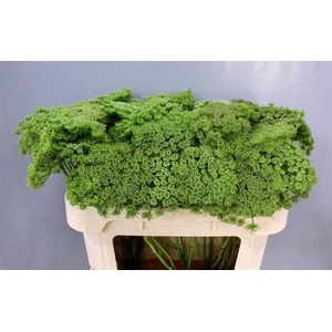 AMMI VISN GREEN MIST