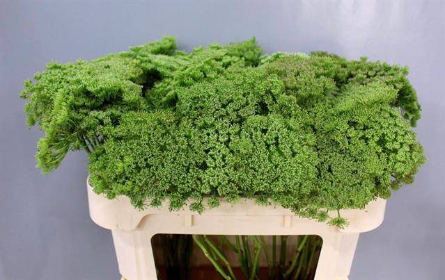 <h4>AMMI VISN GREEN MIST</h4>