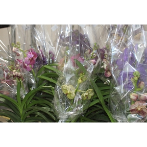ORQUIDEA VANDA CESTA VAZADA