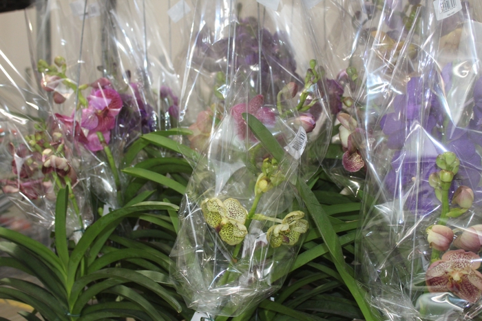 <h4>ORQUIDEA VANDA CESTA VAZADA</h4>