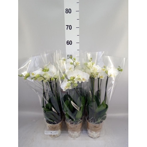 Phalaenopsis   ...white