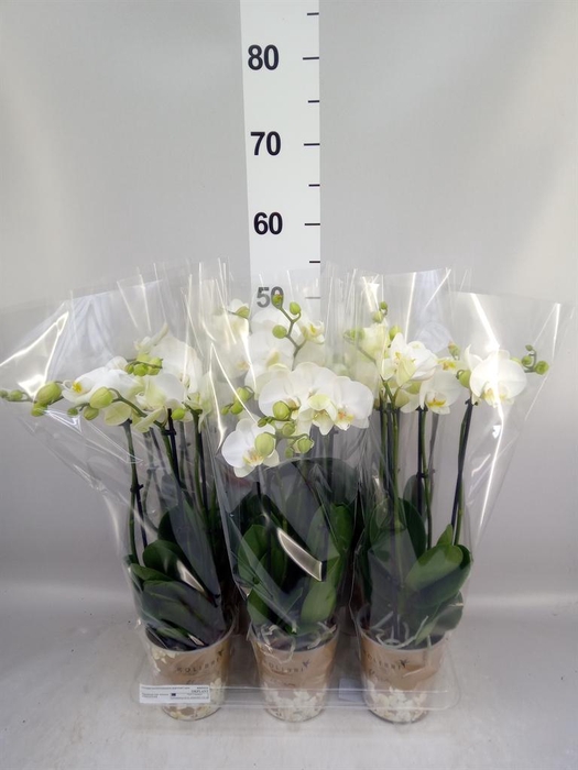 <h4>Phalaenopsis ...white</h4>