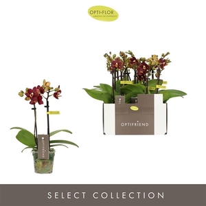 Phalaenopsis Multifloratypes overig