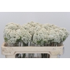 Ozothamnus Booming White