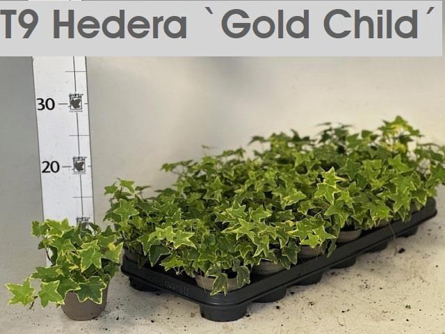 <h4>HED HE GOLDCHILD</h4>