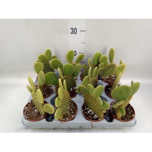 Opuntia microdasys var. pallida