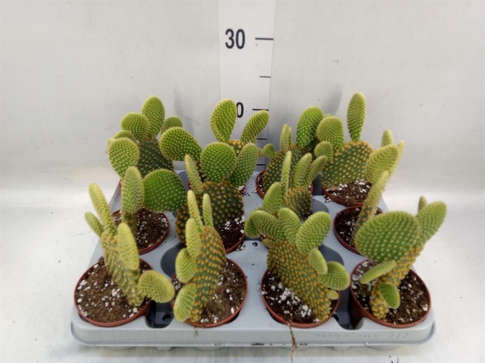 <h4>Opuntia microdasys var. pallida</h4>