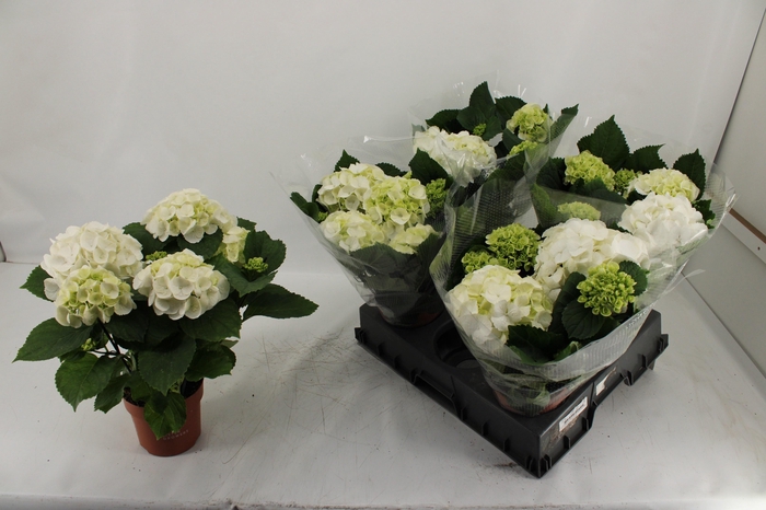 <h4>HYDR M SCHNEEBALL</h4>