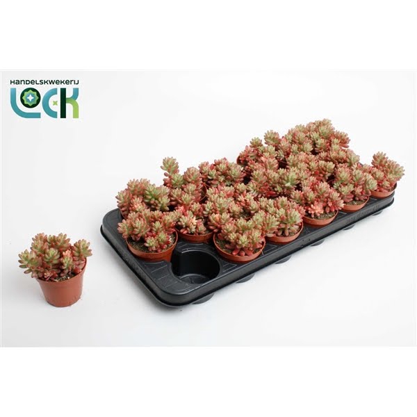 <h4>Sedum Rubrotinctum aurora</h4>