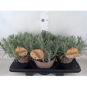 Lavandula interm. 'Grosso'