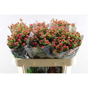 Hypericum Tomato Flair (rood)