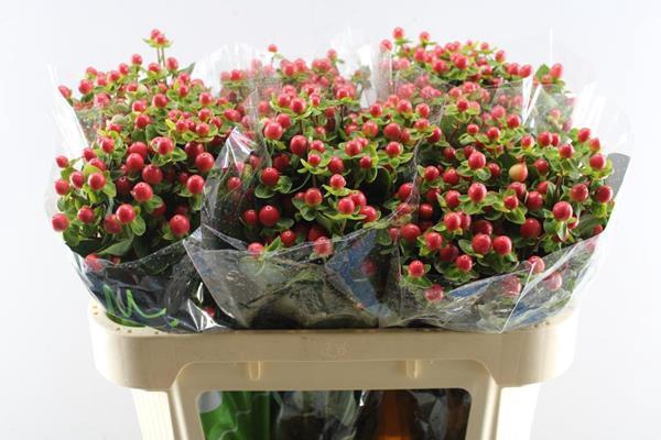 <h4>Hypericum Tomato Flair (rood)</h4>