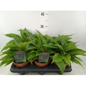 Chlorophytum   ...mix
