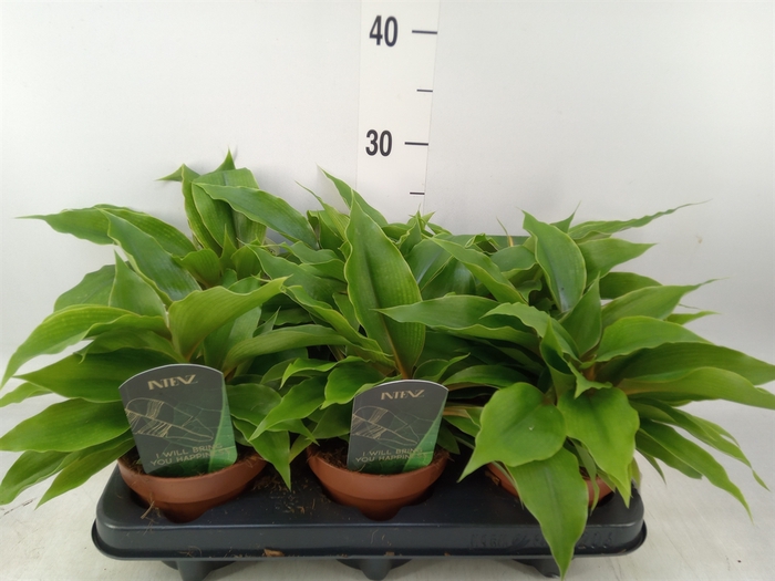 <h4>Chlorophytum   ...mix</h4>