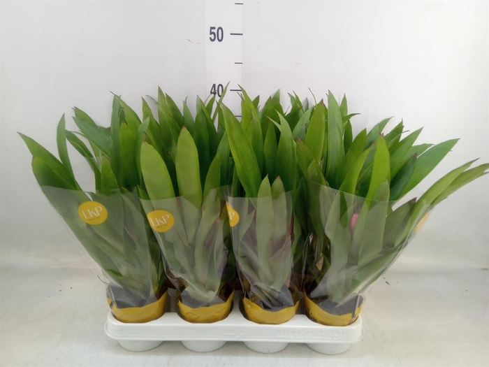 <h4>Guzmania  'Blitz'</h4>