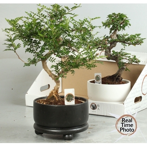 BONSAI GEM