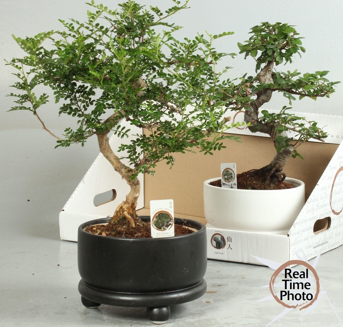 <h4>BONSAI GEM</h4>