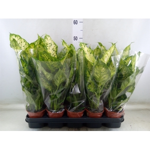 Dieffenbachia  'Compacta'
