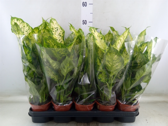 <h4>Dieffenbachia  'Compacta'</h4>